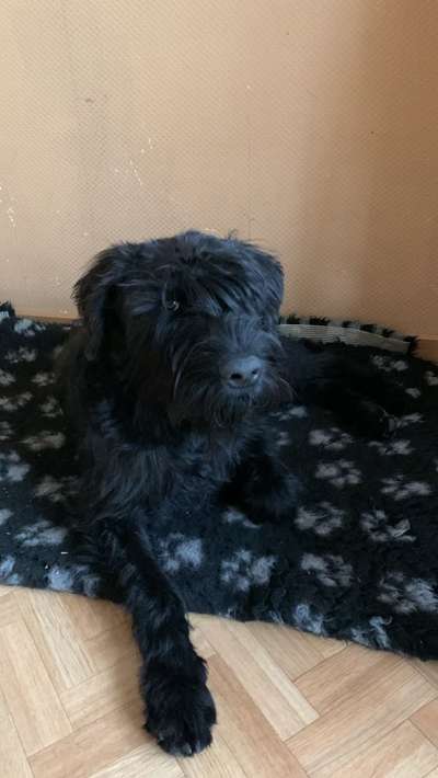 Wo sind die Riesenschnauzer?-Beitrag-Bild