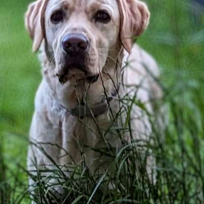 Wo sind die Golden Retriever Liebhaber?-Beitrag-Bild