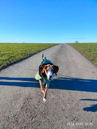 Posavski Gonic, Savetal Bracke-Beitrag-Bild