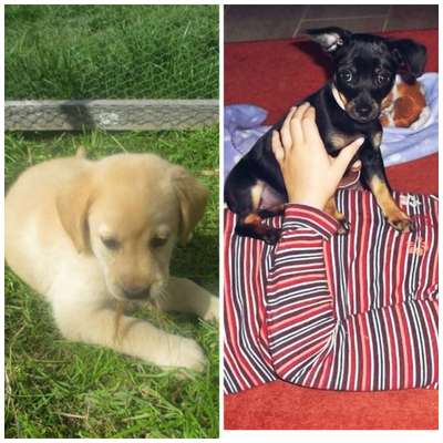 Welpen Bilder !-Beitrag-Bild