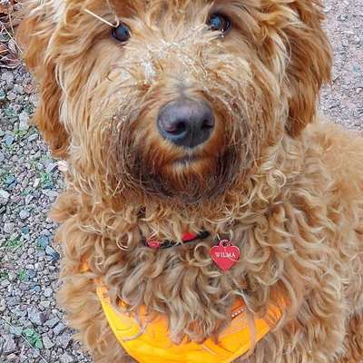 Hundetreffen-Spaziergang /Wanderung-Bild