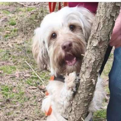 Hundetreffen-Gassirunde und Sozialkontakt-Profilbild