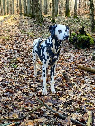 Hundetreffen-Umkreis Eltmann-Bild