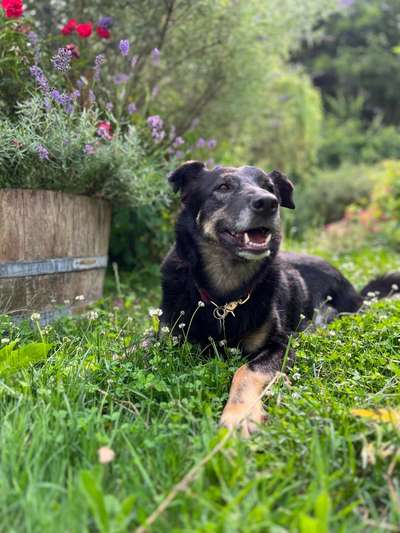 Hundetreffen-Unterstützung Begleithundetraining + gemeinsamer Spaziergang-Bild