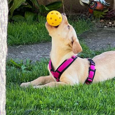 Hundetreffen-Junghunde Treffen zum spielen und Gassi gehen-Bild