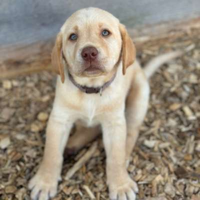 Hundetreffen-Junghunde