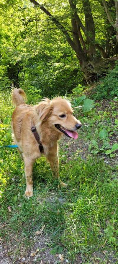 Nova Scotia Duck Tolling Retriever-Beitrag-Bild