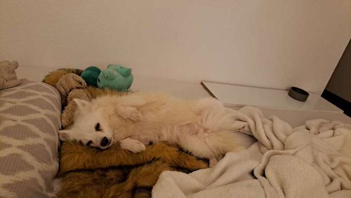 TierschutzhundeStammtisch🐕-Beitrag-Bild