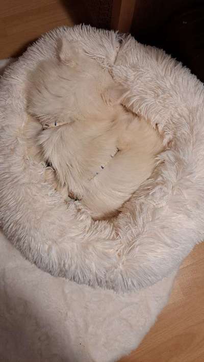 Erfahrung mit Wolkenbett-Beitrag-Bild