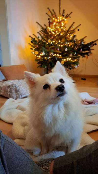 TierschutzhundeStammtisch🐕-Beitrag-Bild