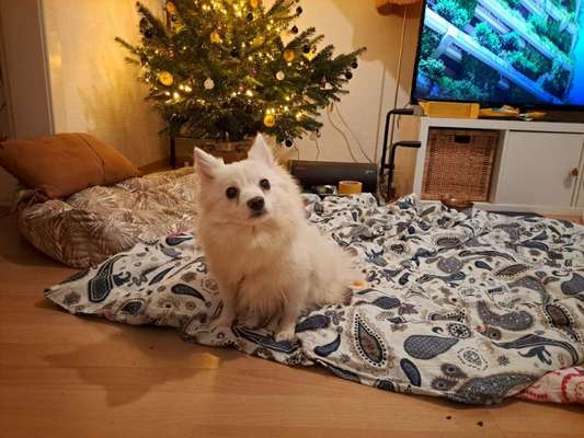 Unangeleinte Hunde-Beitrag-Bild