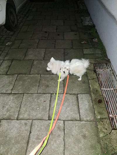 TierschutzhundeStammtisch🐕-Beitrag-Bild