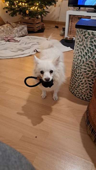 Spitz--Zwergspitz--kleinspitz---mittelspitz----Großspitz--Wolfsspitz-Beitrag-Bild