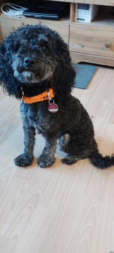 Alles rund um den Pudel-Beitrag-Bild