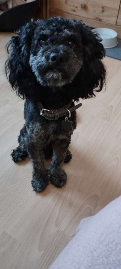 Alles rund um den Pudel-Beitrag-Bild