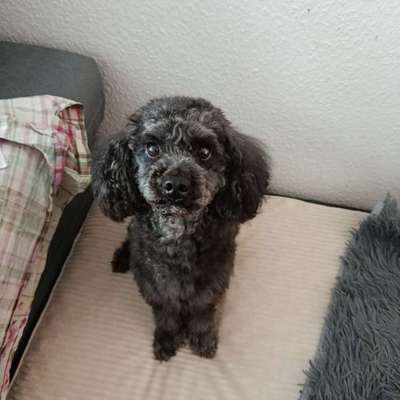 aktuelles Foto Gruppe Pudel