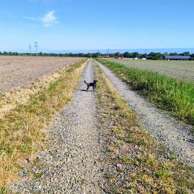 aktuelles Foto Gruppe Kleine Hunde aus Braunschweig und Umgebung