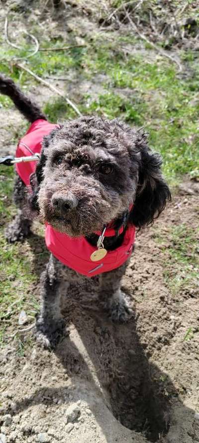 Alles rund um den Pudel-Beitrag-Bild