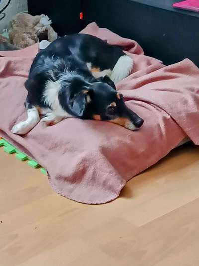 Nicht ganz alltägliche Hundenamen.
Wie kreativ wart ihr?-Beitrag-Bild