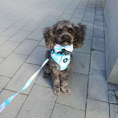 Hundetreffen-Hallo an die kleine Hunde aus BS-Bild