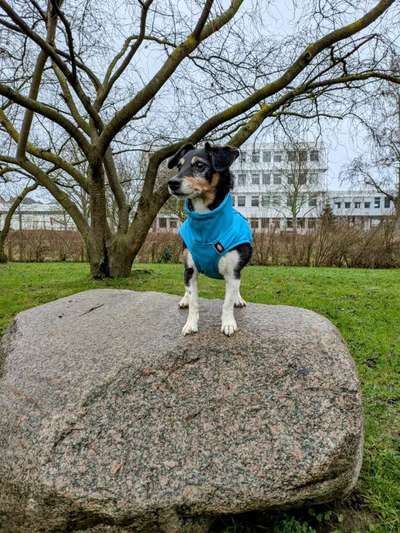 Hundetreffen-Gemeinsam Spazieren gehen-Bild