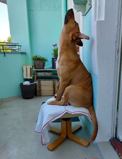 Fotosammlung: ,,Der natürliche Hund" Unbearbeitet, ungestellt und in Natura-Beitrag-Bild