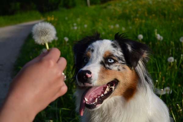 Hundetreffen-Spielfreunde gesucht-Bild