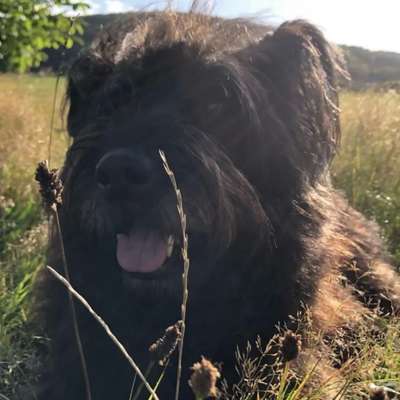 Hundetreffen-Gassi Kumpels gesucht-Bild