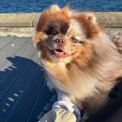 Hundetreffen-Spielfreundin gesucht-Bild