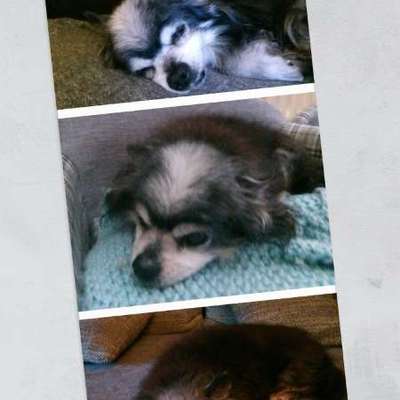 aktuelles Foto Gruppe Chihuahua