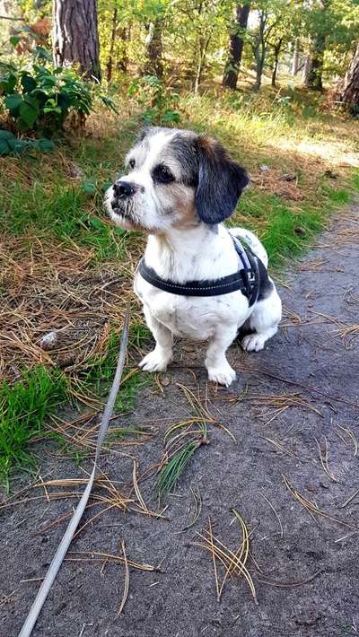 Die Dogorama Monats Challenge "Es grünt und blüht"-Beitrag-Bild