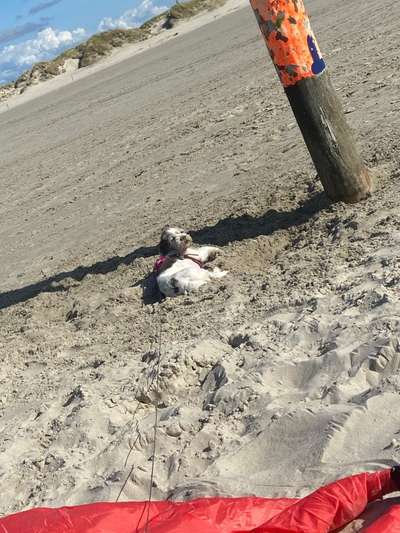 Dogorama Photo Challenge - Tierischer Urlaub-Beitrag-Bild