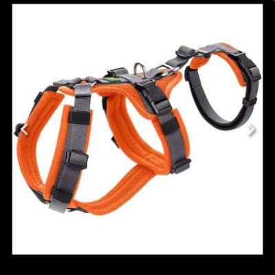 Panikgeschirr für Pomeranian-Mix-Beitrag-Bild