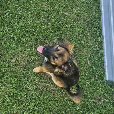 Hundetreffen-hundetreffen