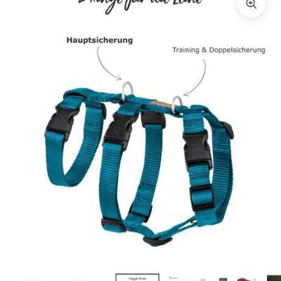 Panikgeschirr für Pomeranian-Mix-Beitrag-Bild