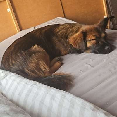 Hundetreffen-Gassie und Spielkamerad-Bild