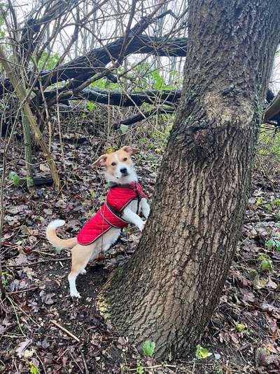 Vaseline oder melkfett für die Pfoten?-Beitrag-Bild