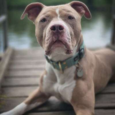 Hundetreffen-Gassi Treff-Bild