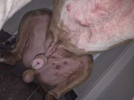 Wir möchten wissen,was mit Poohs Haut los ist?-Beitrag-Bild