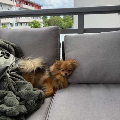 Hundetreffen-Pommi sucht Spielkameraden 🐾-Bild