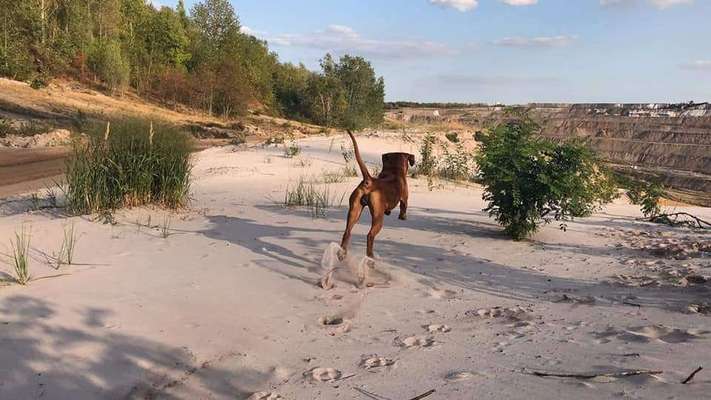Rhodesian Ridgeback-Beitrag-Bild