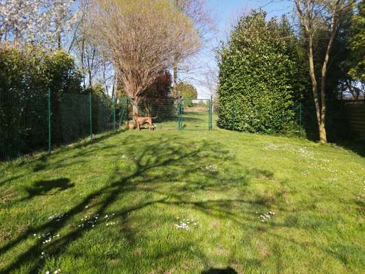 Rhodesian Ridgeback-Beitrag-Bild