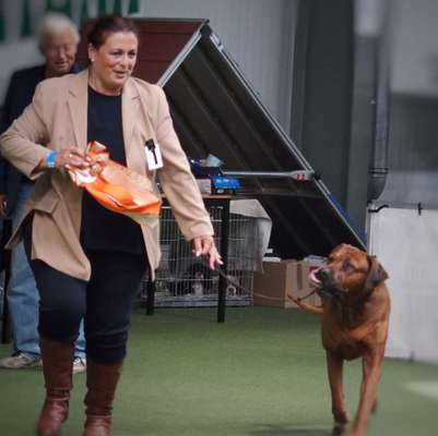 Rhodesian Ridgeback-Beitrag-Bild