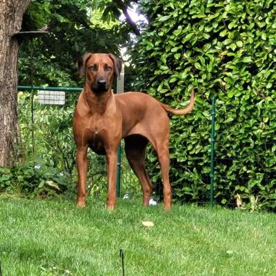 Rhodesian Ridgeback-Beitrag-Bild