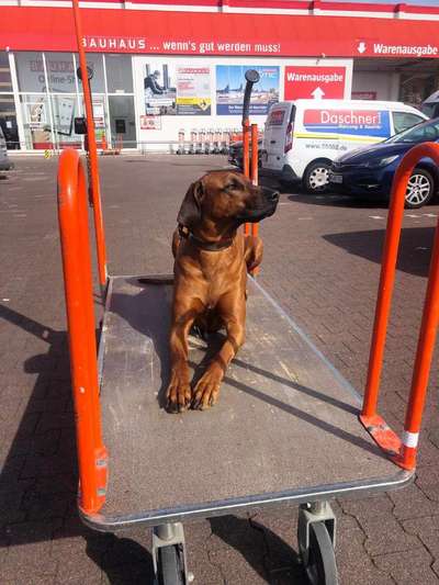 Rhodesian Ridgeback-Beitrag-Bild