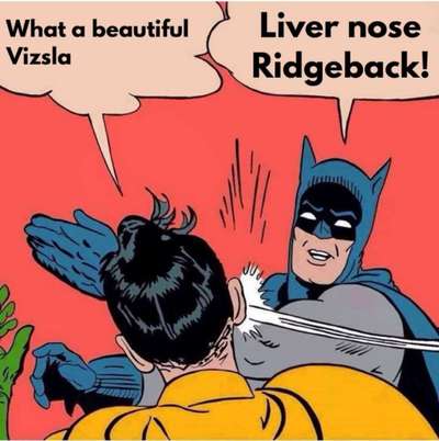 Rhodesian Ridgeback-Beitrag-Bild