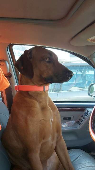 Rhodesian Ridgeback-Beitrag-Bild