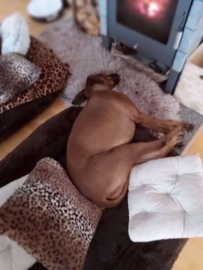 Rhodesian Ridgeback-Beitrag-Bild