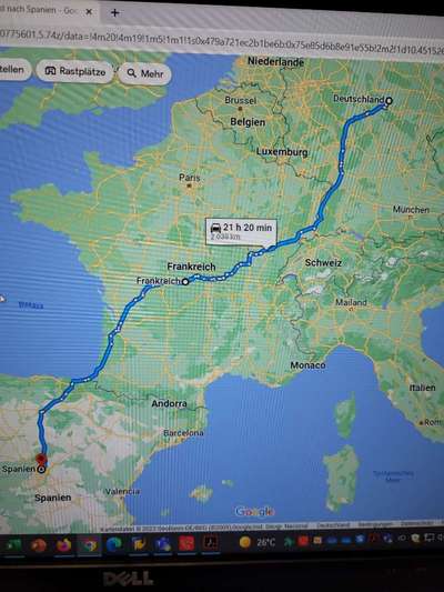 Rhodesian Ridgeback-Beitrag-Bild