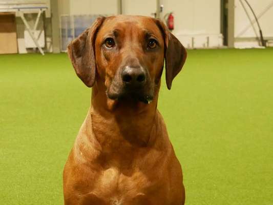 Rhodesian Ridgeback-Beitrag-Bild